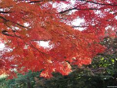 東福寺へ向かう途中　霊源院の塀越しの紅葉

見事な色合いです。