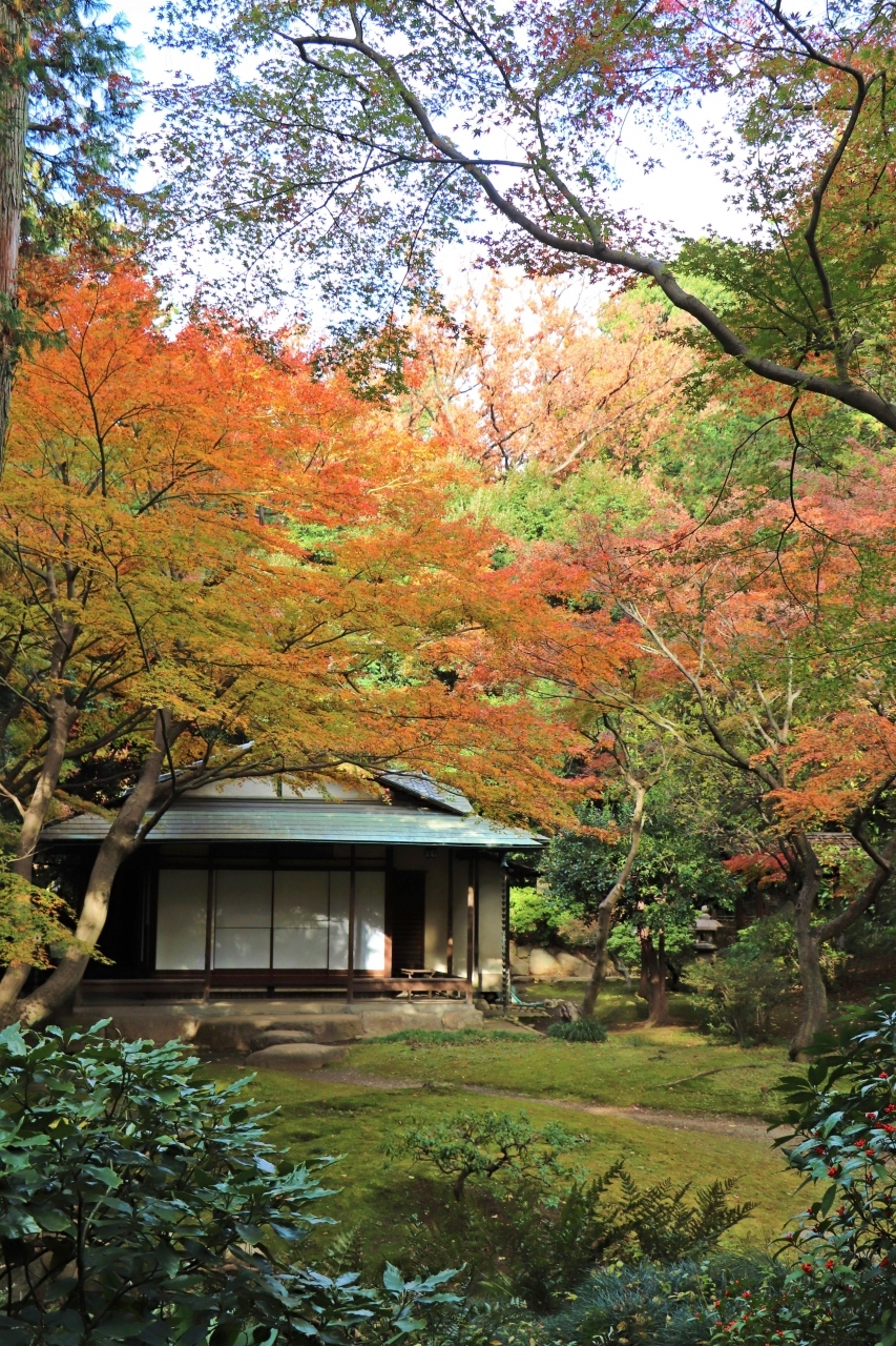 池から離れて茶室へと向かうと、ここは本当に都心の一等地？
静かな山中の庵ではないの？

と疑いたくなるような落ち着いた風情。
