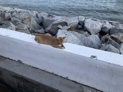 マラッカ海峡モスクにきたら門が締まってて、夕日が見たいと言ったら向こうの駐車場から入ってくれってちょっと先の駐車場(空地)まで歩く羽目に