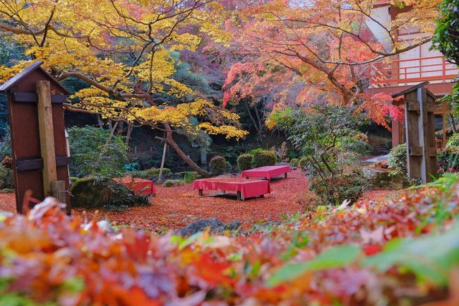 特大上下2枚仕様】滋賀の紅葉の名勝 旧竹林院の庭園 パノラマX版×上下2枚-