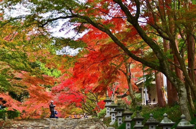 19紅葉 近江の隠れた紅葉名所 胡宮神社 10 湖東三山 多賀 東近江 滋賀県 の旅行記 ブログ By 風に吹かれて旅人さん フォートラベル