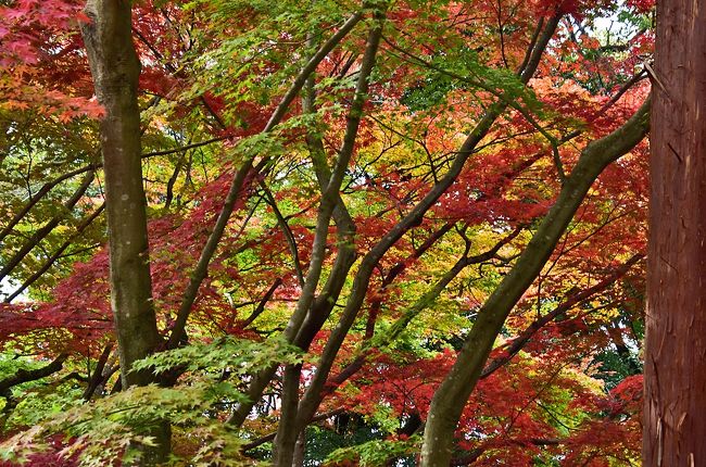 19紅葉 近江の隠れた紅葉名所 胡宮神社 10 湖東三山 多賀 東近江 滋賀県 の旅行記 ブログ By 風に吹かれて旅人さん フォートラベル 19紅葉 近江の隠れた紅葉名所 胡宮神社 10 湖東三山 多賀 東近江 滋賀県 の旅行記 ブログ By 風に吹かれて旅人さん フォートラベル