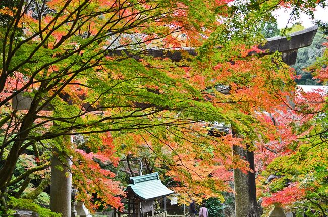 19紅葉 近江の隠れた紅葉名所 胡宮神社 10 湖東三山 多賀 東近江 滋賀県 の旅行記 ブログ By 風に吹かれて旅人さん フォートラベル 19紅葉 近江の隠れた紅葉名所 胡宮神社 10 湖東三山 多賀 東近江 滋賀県 の旅行記 ブログ By 風に吹かれて旅人さん フォートラベル