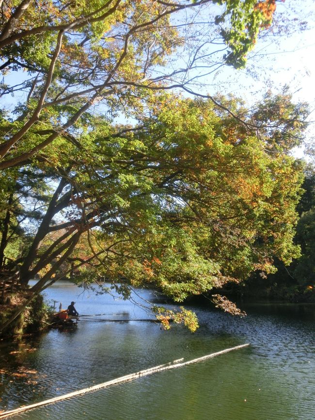 秦野　震生湖の紅葉　2019