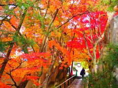 では、と向かった光悦寺の紅葉がこれまた素晴らしかった。