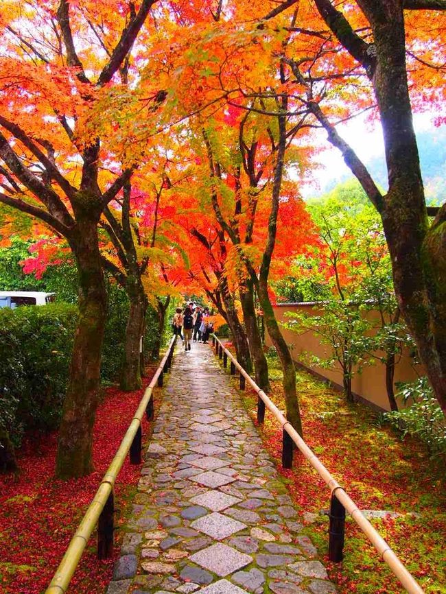 京都の紅葉はやっぱり凄かった 紅葉を求めて鷹峯の源光庵 光悦寺 常照寺を巡る 今出川 北大路 北野 京都 の旅行記 ブログ By Y 0236さん フォートラベル
