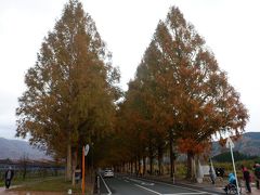 関西では有名スポットらしいですが、実はメタセコイヤ並木も会社の組合の人に教えてもらって知りました。メタセコイヤの巨木の並木が直線道路2kmくらいの両脇に並び、四季それぞれの光景は壮観です。 
