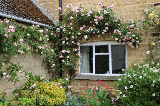 薔薇と羊に癒された英国の旅 ２ コッツウォルズ編 ストウ オン ザ ウォルド ボートン オン ザ ウォーター コッツウォルズ地方 イギリス の旅行記 ブログ By Sanaboさん フォートラベル