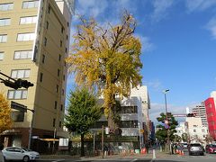 市役所から北へ向かうと大きなイチョウの木が見えてきます。これが旭町の大銀杏です。通りよりも一段高いところに立っていることもありますが、見上げるような高さ。堂々たる佇まいです。このイチョウの木は樹齢は約400年と言われ、第2次世界大戦の空襲で焼けたもののその翌年には芽吹いて復興とシンボルとなったそうです。