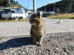 2019.11.30　藍島
第一島猫発見。