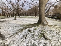 五稜郭公園を少し散策