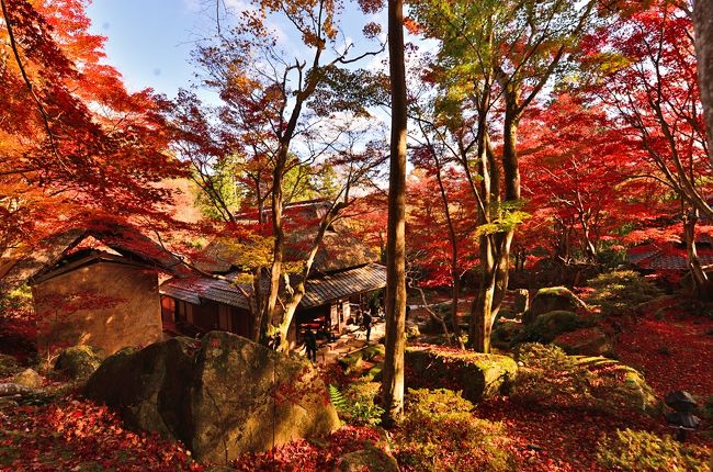 19紅葉 石の寺 教林坊の紅葉 落葉と庭園 14 近江八幡 安土 滋賀県 の旅行記 ブログ By 風に吹かれて旅人さん フォートラベル 19紅葉 石の寺 教林坊の紅葉 落葉と庭園 14 近江八幡 安土 滋賀県 の旅行記 ブログ By 風に吹かれて旅人さん フォートラベル