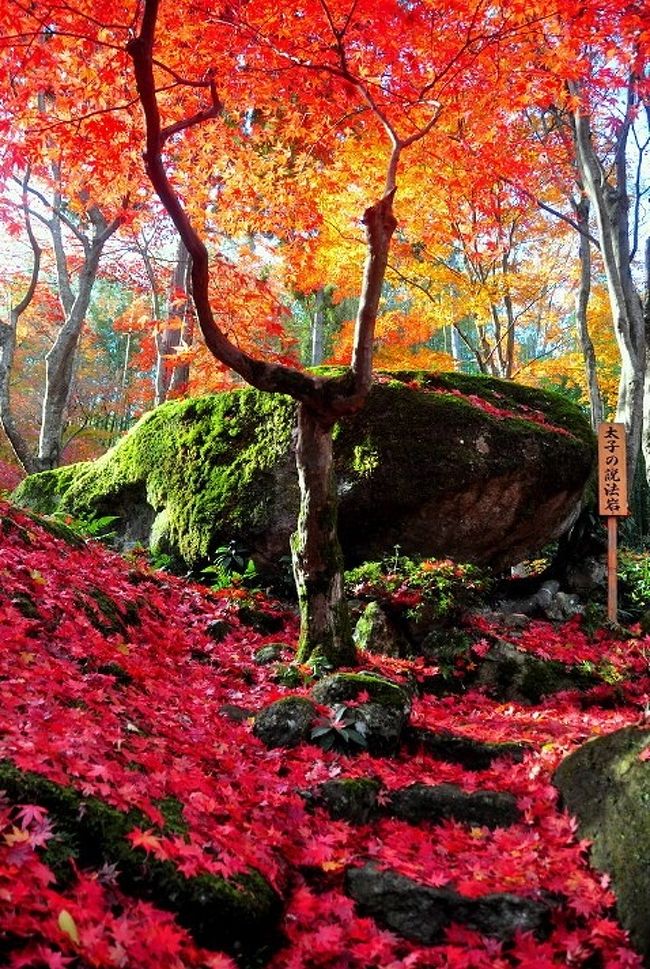 19紅葉 石の寺 教林坊の紅葉 落葉と庭園 14 近江八幡 安土 滋賀県 の旅行記 ブログ By 風に吹かれて旅人さん フォートラベル 19紅葉 石の寺 教林坊の紅葉 落葉と庭園 14 近江八幡 安土 滋賀県 の旅行記 ブログ By 風に吹かれて旅人さん フォートラベル