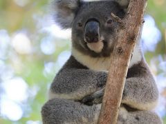カランビン自然動物公園（Currumbin Wildlife Sanctuary）

ゴールドコーストでは、まだコアラを抱っこすることできるため、
それを目的に行ってきました。

