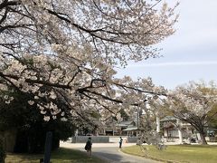 前庭の大きな桜の木。