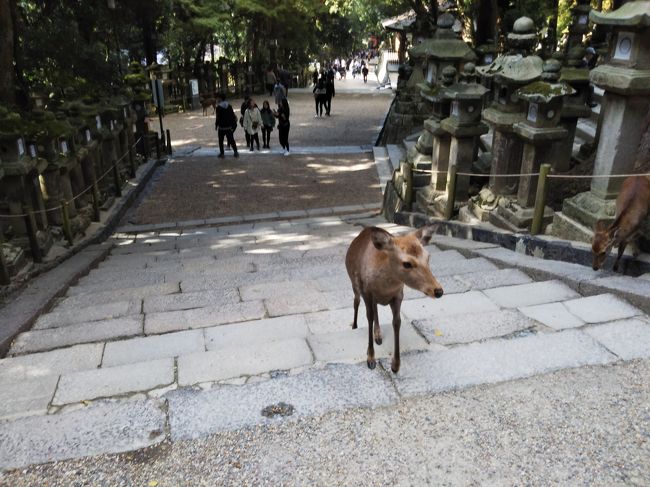 神の使いです。