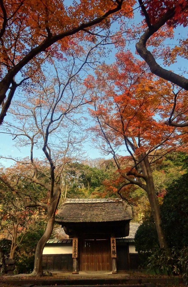 古都鎌倉 紅葉巡り ２０１９ 円覚寺 建長寺 半僧坊 鶴岡八幡宮 鎌倉 神奈川県 の旅行記 ブログ By Takeおじさん フォートラベル