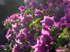 ブーゲンビリアの一種サンデリアナ