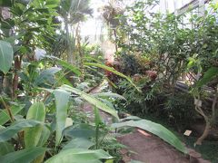 温室にはバナナやパイナップル、カカオ、マンゴー、ジャックフルーツ、アボカド、コーヒーなどの木やヤシ類、カトレアなどが生育されていました。こじんまりした温室ですが、名前だけは知っている木も多くあり、子供連れでも楽しめる植物園だと思います。