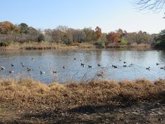 用水を隔てて、広々とした見沼自然公園へ行くこともできます。
自然公園では、たくさんの鴨が気持ちよさそうに泳いでいました。