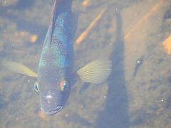 スンゲイブローに行ってきました。
クラークキーからドービーゴート（Dhoby Ghaut）駅で乗り換えクランジ（Kranji）駅で下車し、そこからタクシーで向かいました。
クランジ駅のバス乗り場には、マレーシアに向かう人がたくさんいて、スンゲイブローに向かうバス乗り場がよくわからなかったので、タクシーに乗ろうと思ったのですが、タクシーもなかなか来ず…
待ち時間はかかりましたが、なんとかスンゲイブローのWetland Centreに到着。
（現地の人は、Grabを使っていたみたいでした。）

まずは、Main Bridgeを渡り、Migratory Bird Trail へ。