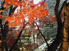 東京ミッドタウンでようやく今年の紅葉を見れました（〃▽〃）