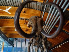 ユーコン ベリンジア博物館 Yukon Beringia Museumの小さな博物館。ここではかつて氷河期の終わりまでベーリング海(アラスカとロシア)が陸続きだったころの考古学的発見が紹介されています。ここユーコンでもマンモスが多数発掘されています。マンモスはユーラシア大陸からやってきました。