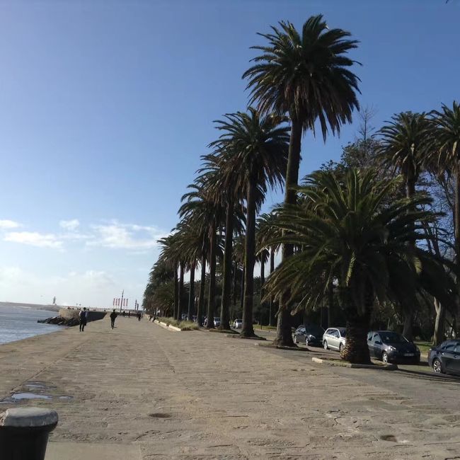 徒歩7分で世界一美しい本屋レロ書店 Livraria Lello を<br />入場券買って並んで入る。隣には子供向けのコーナーもあり、結構楽しめた。<br />それから500番バスで電車博物館へ。<br />海岸線が美しい。椰子の並木道がまるでアジアの熱帯のよう。