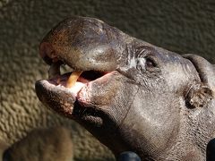 東京都恩賜上野動物園