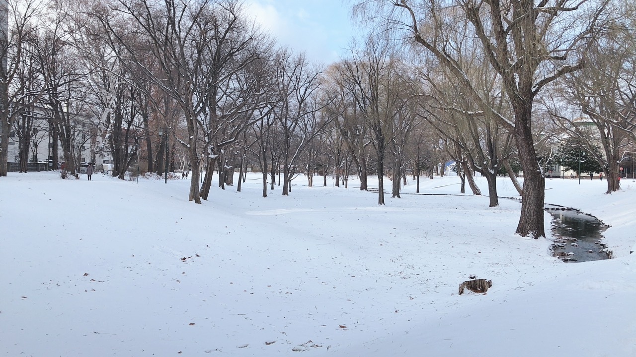 昨日夜に雪が降ったようで朝起きたら積もってました。
食後に北海道大学をお散歩。