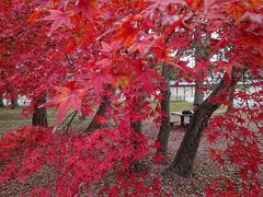 京都御所も紅葉は比較的遅いようです。