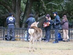 飛火野へ着くと鹿寄せの準備をしていました。