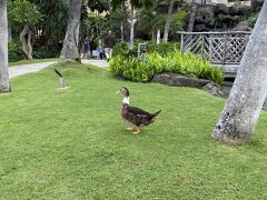 ヒルトンハワイアンビレッジの池には鴨がいます。
ちょっと癒されました。
「モアナキルト」で買い物をしまいした。