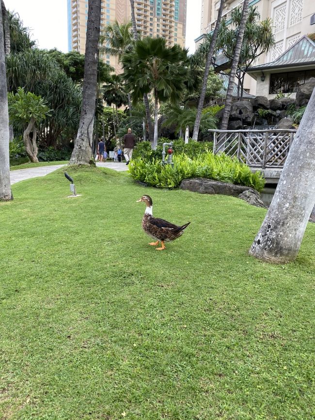 ヒルトンハワイアンビレッジの池には鴨がいます。<br />ちょっと癒されました。<br />「モアナキルト」で買い物をしまいした。