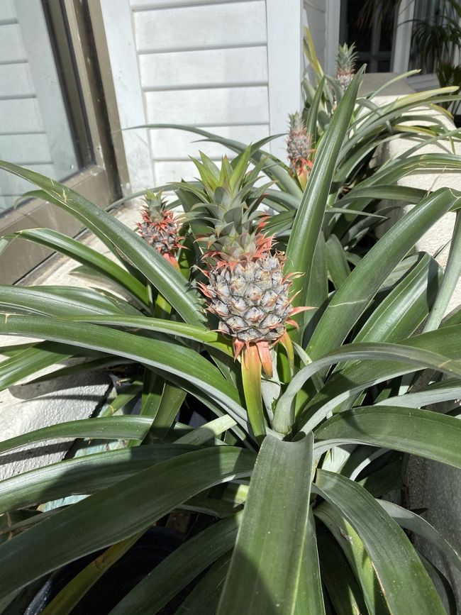 レストランを出てすぐの所にパイナップルが植えてありました。<br />