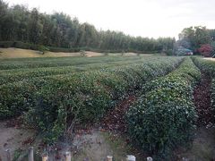 茶畑
庭園の中に田圃や茶畑なんて素敵です。