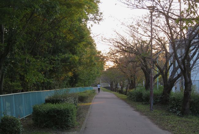 天白川右岸の桜並木の光景です。夕焼になってきた、西側方面の光景です。天白川は、左手のフェンスの先になります。春の季節には、散策が楽しみな桜並木になります。