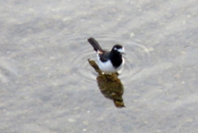 『セグロセキレイ(背黒鶺鴒)』<br />分類：スズメ目セキレイ科セキレイ属<br />分布：日本をはじめ、ロシア沿海、朝鮮半島、台湾、中国北部沿岸に分布。<br />特徴：尾羽を上下に振る姿が特徴的です。<br />その他：主に水辺に棲み、食性は雑食です。