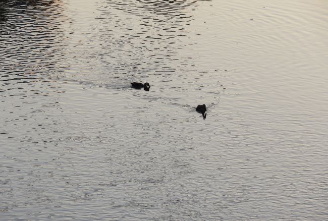 『カルガモ(軽鴨)』<br />カモ目カモ科マガモ属<br />分布：中国、日本、アムール地方、朝鮮半島<br />特徴：カルガモ一家の引っ越しで大人気になりました。<br />その他：まだはっきりとは姿が見えません。