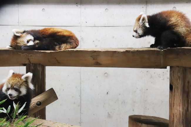 黄葉彩る12月の埼玉こども動物自然公園 後編 カピバラゆず湯やレッサーパンダの双子とコアラの赤ちゃん活躍 ハニーちゃんの赤ちゃんは見られず 東松山 埼玉県 の旅行記 ブログ By まみさん フォートラベル