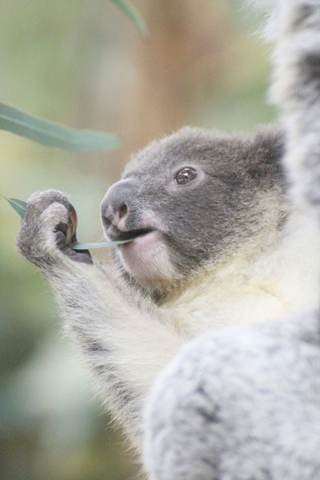 黄葉彩る12月の埼玉こども動物自然公園 後編 カピバラゆず湯やレッサーパンダの双子とコアラの赤ちゃん活躍 ハニーちゃんの赤ちゃんは見られず 東松山 埼玉県 の旅行記 ブログ By まみさん フォートラベル