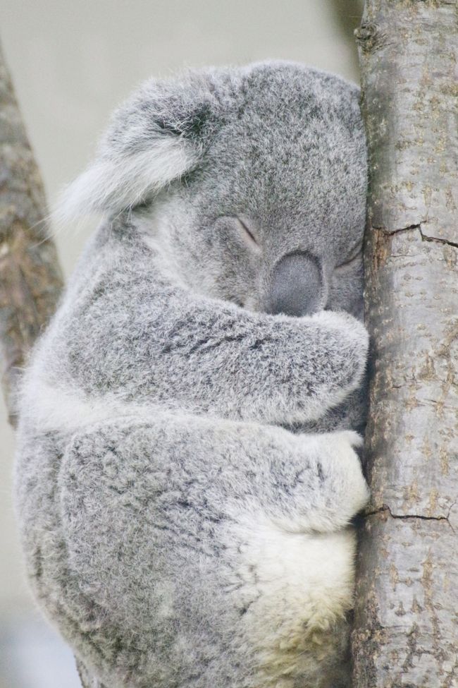黄葉彩る12月の埼玉こども動物自然公園 後編 カピバラゆず湯やレッサーパンダの双子とコアラの赤ちゃん活躍 ハニーちゃんの赤ちゃんは見られず 東松山 埼玉県 の旅行記 ブログ By まみさん フォートラベル 黄葉彩る12月の埼玉こども動物自然公園 後編 カピバラゆず湯やレッサーパンダの双子とコアラの赤ちゃん活躍 ハニーちゃんの赤ちゃんは見られず 東松山 埼玉県 の旅行記 ブログ By まみさん フォートラベル