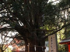 平清盛の嫡男、平重盛のお手植えと言われている御神木の梛の木。
樹齢は驚きの、約1000年！
この葉は厄除けにもなるそうだが、近づくことが出来ないので、地上に落ちたものでさえ拾えない。