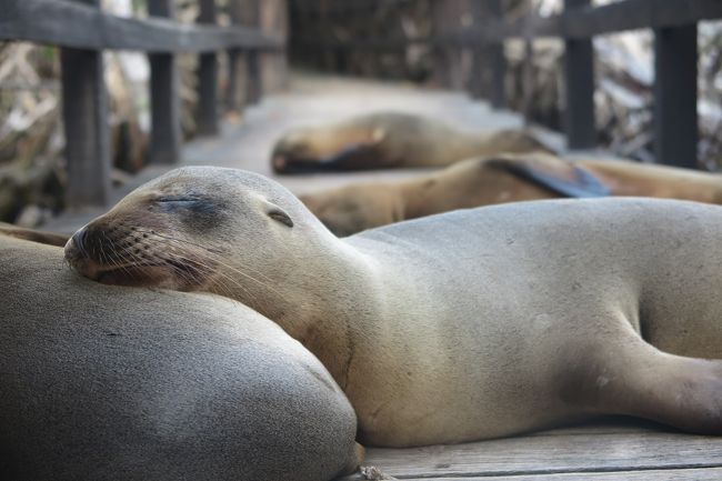 ガラパゴス諸島 イザベラ島 プエルトビジャミルの町 19エクアドル７ ガラパゴス エクアドル の旅行記 ブログ By 小春日和さん フォートラベル