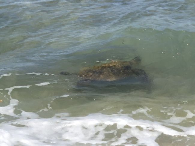 こんなに近くでホヌ。