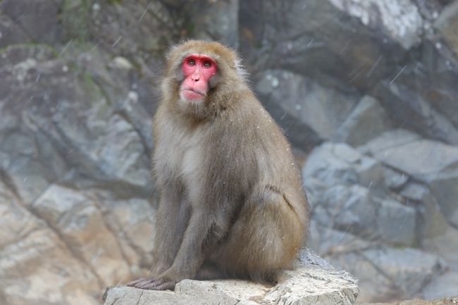 日帰り長野で温泉猿 東山魁夷館 湯田中渋温泉郷 志賀高原 長野県 の旅行記 ブログ By まりもまめさん フォートラベル