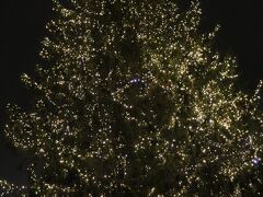 ヨータ広場のクリスマスツリー。