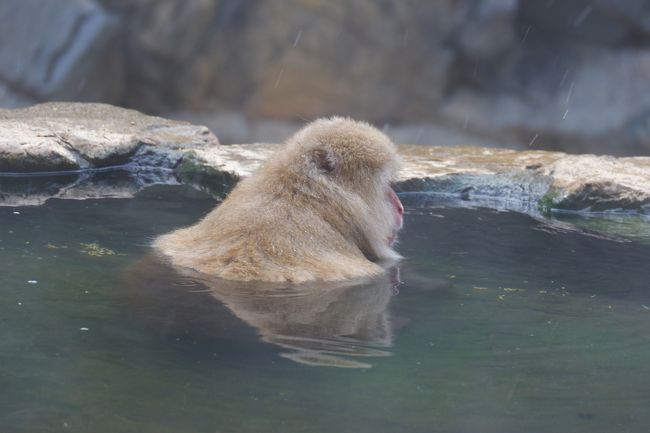日帰り長野で温泉猿 東山魁夷館 湯田中渋温泉郷 志賀高原 長野県 の旅行記 ブログ By まりもまめさん フォートラベル