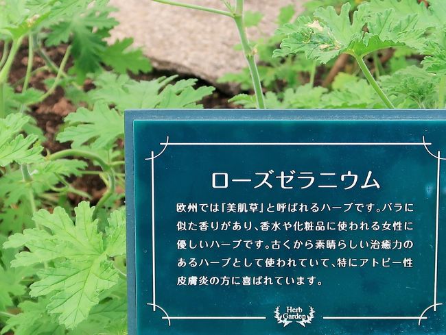 ハーブ庭園 旅日記 富士河口湖庭園 大温室で説明 ステビア ローズゼラニウムなど 富士五湖 山梨県 の旅行記 ブログ By マキタン２さん フォートラベル