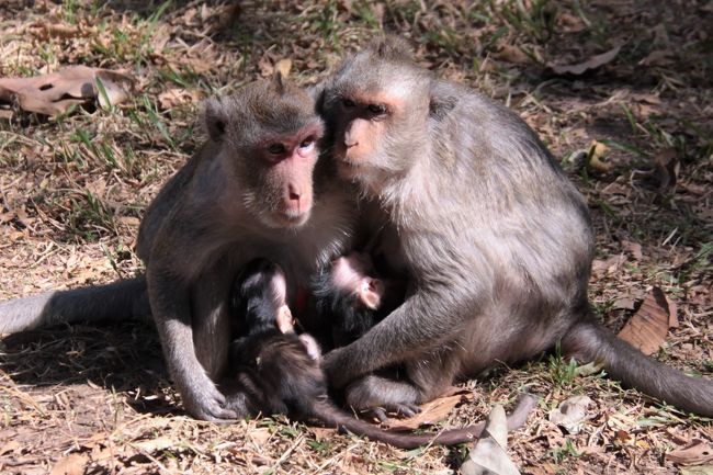 ■ サルのファミリー<br />池の畔には野生サルの群れがいた、観光地だけに人慣れしている。<br />小柄でニホンザルに似ているが尻尾がとても長い。